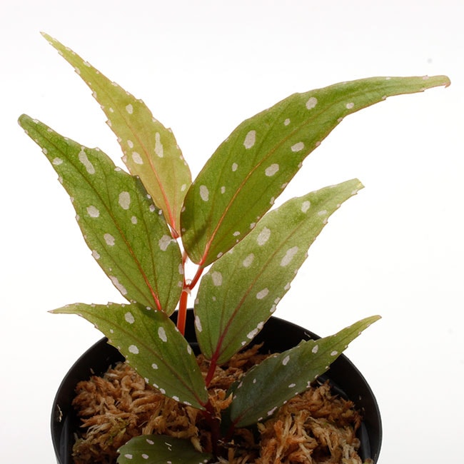 Begonia sp 