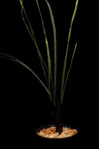 Stromatopteris moniliformis��[ ���ȥ��ޥȥץƥꥹ����˥�ե���ߥ� ]���� PN260929-06 �ۡ� ��°���Ǥ��ĥ˥塼����ɥ˥���ͭ��Ȥʤ��������� ��