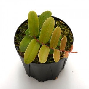 Marcgravia sintenisii ��[ �ޥ륯����ӥ�������ƥͥ��� ]���� PN200910-01 ��