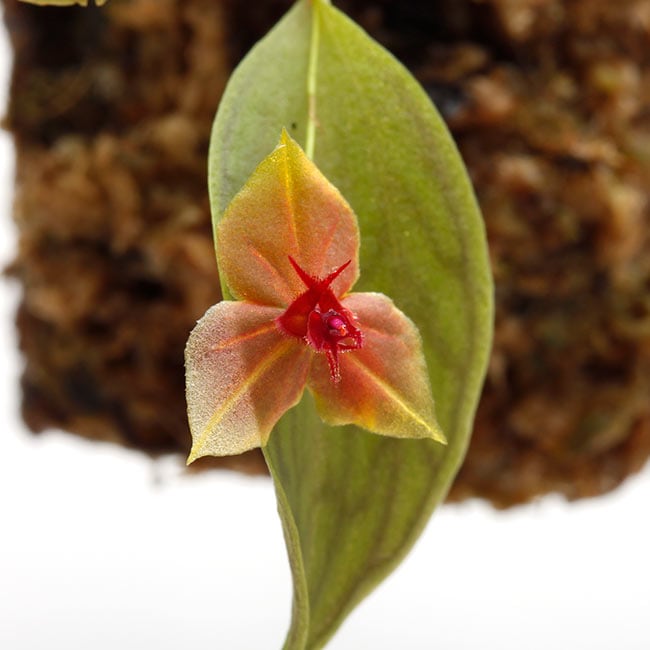 Lepanthes Sherry Bridygham ( Lths. calodictyon × Lths