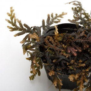 Selaginella sp. 