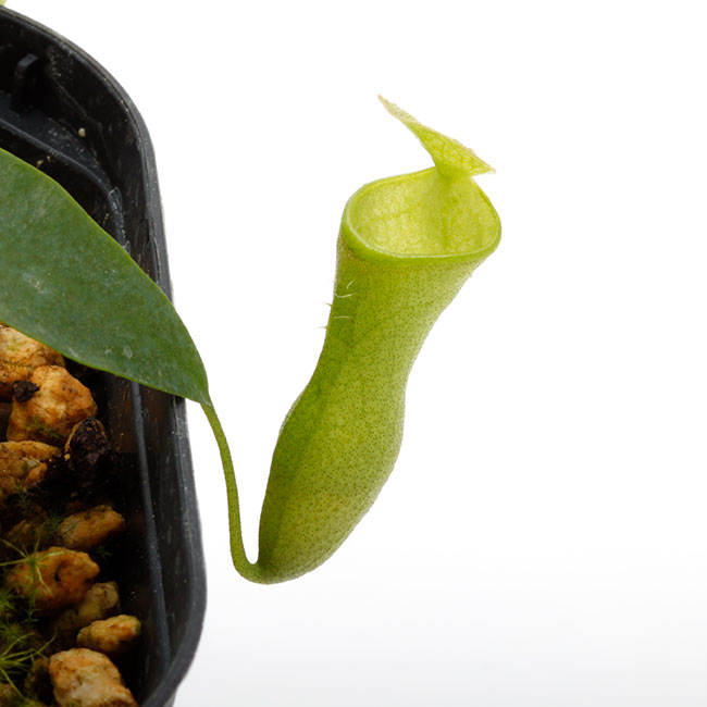 Nepenthes campanulata [ ネペンテス・カンパニュラタ ] 【 Borneo