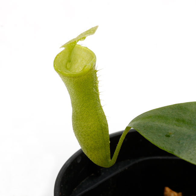 Nepenthes campanulata [ ネペンテス・カンパニュラタ ] 【 Borneo