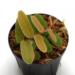 Marcgravia sintenisii ��[ �ޥ륯����ӥ�������ƥͥ��� ]���� PN201007-04 ��