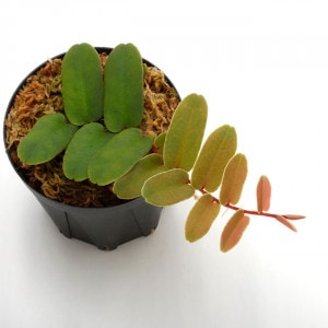 Marcgravia sintenisii ��[ �ޥ륯����ӥ�������ƥͥ��� ]���� PN201007-05 ��