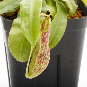 Nepenthes mirabilis var. echinostoma��[ �ͥڥ�ƥ����ߥ�ӥꥹ var. �����Υ��ȥ� ]���� Borneo Exotics / BE-3372 �ۡ� PN201014-01 ��