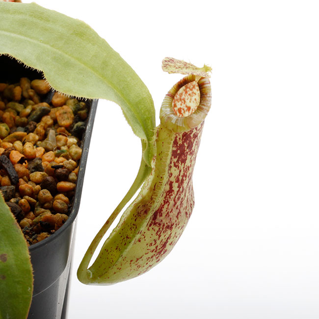 11/30まで ネペンテス N.ミラビリスエチノストーマ　食虫植物 Nepenthes mirabilis var. echinostoma [ ネペンテス・ミラビリス var
