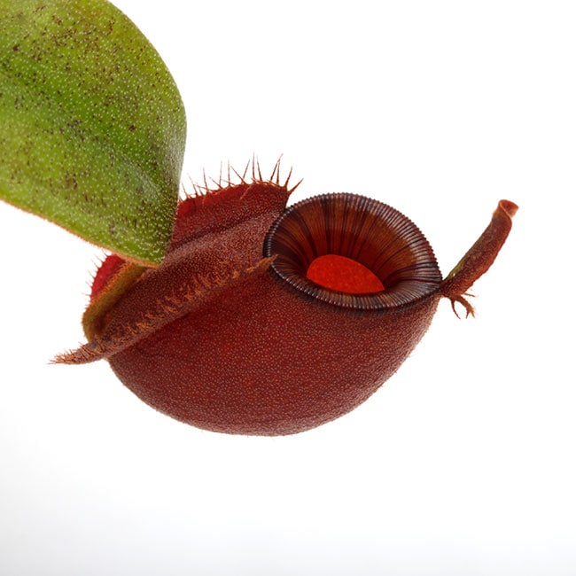 アンプラリア ブラック squat ネペンテス 今季最後の出品 ラスト1点 アンプラリア ブラック squat ネペンテス 今季最後の出品 ラスト1点