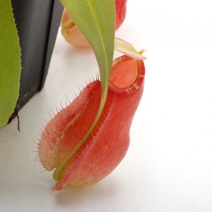 Nepenthes mirabilis var. globosa x ampullaria 