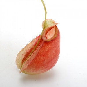 Nepenthes mirabilis var. globosa x ampullaria 