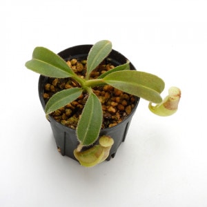 Nepenthes maxima 