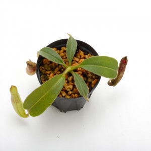 Nepenthes maxima 
