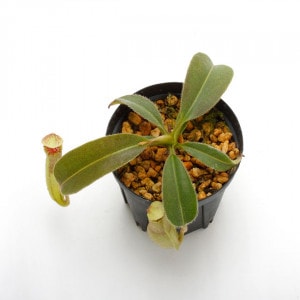Nepenthes maxima 