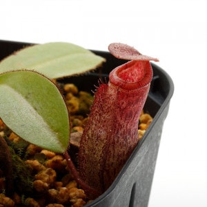 Nepenthes rajah x burbidgeae��( N. x ' alisputrana ' ) [ �ͥڥ�ƥ����饸�� x �С��ӥå����� (N. ���ꥵ�ץȥ�� ) ]���� Borneo Exotics / BE-3931 �ۡ� PN200205-11 ��