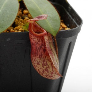 Nepenthes rajah x burbidgeae��( N. x ' alisputrana ' ) [ �ͥڥ�ƥ����饸�� x �С��ӥå����� (N. ���ꥵ�ץȥ�� ) ]���� Borneo Exotics / BE-3865 �ۡ� PN200205-04 ��