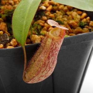 Nepenthes rajah x burbidgeae��( N. x ' alisputrana ' ) [ �ͥڥ�ƥ����饸�� x �С��ӥå����� (N. ���ꥵ�ץȥ�� ) ]���� Borneo Exotics / BE-3865 �ۡ� PN200205-02 ��