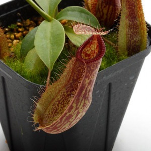 Nepenthes spathulata x hamata��[ �ͥڥ�ƥ������ѥ��饿�ߥϥޥ� ]���� Borneo Exotics / BE-3793 �ۡ� PN200205-21 ��