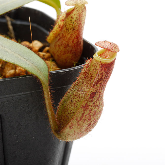 Nepenthes burbidgeae x veitchii [ ネペンテス・バービッジアエ