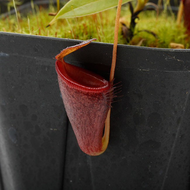 Nepenthes jamban [ ネペンテス・ジャンバン ] 【 Borneo Exotics / BE