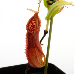 Nepenthes singalana x hamata��[ �ͥڥ�ƥ������󥬥�ʡߥϥޥ� ]���� Borneo Exotics / BE-3900 �ۡ� PN200205-133 ��