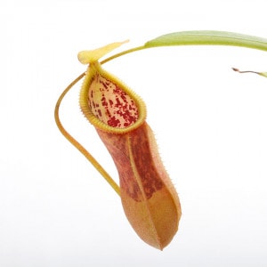 Nepenthes singalana x hamata��[ �ͥڥ�ƥ������󥬥�ʡߥϥޥ� ]���� Borneo Exotics / BE-3900 �ۡ� PN200205-134 ��