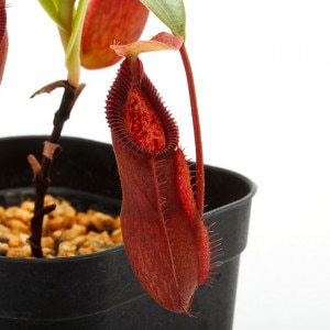 Nepenthes singalana x hamata��[ �ͥڥ�ƥ������󥬥�ʡߥϥޥ� ]���� Borneo Exotics / BE-3900 �ۡ� PN200205-131 ��