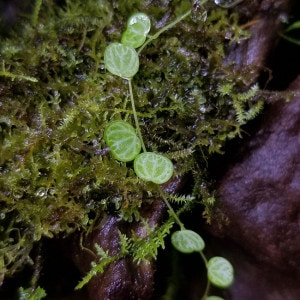 Peperomia emarginella[ ڥڥߥޥͥ ]1åס ѥꥦࡢӥХꥦ˻Ȥ䤹ʪ 