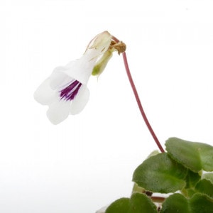 Primulina tamina��[ �ץ���ʡ����ߥ� ]��1�ݥåȡ��� �ӥХꥦ�ࡢ�ѥ���ꥦ��˻Ȥ��䤹����ʪ ��