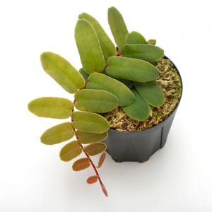 Marcgravia sintenisii ��[ �ޥ륯����ӥ�������ƥͥ��� ]���� PN201124-16 ��