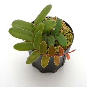 Marcgravia sintenisii ��[ �ޥ륯����ӥ�������ƥͥ��� ]���� PN201124-17 ��