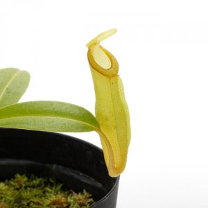 Nepenthes inermis / Gunung Gadut��[ �ͥڥ�ƥ������ͥ�ߥ� ]���� PN201214-13 ��