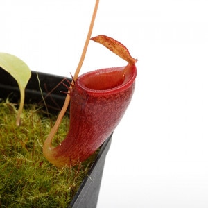 Nepenthes jamban��[ �ͥڥ�ƥ��������Х� ]���� Borneo Exotics / BE-3875 �ۡ� PN200205-43 ��