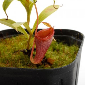 Nepenthes jamban��[ �ͥڥ�ƥ��������Х� ]���� Borneo Exotics / BE-3875 �ۡ� PN200205-44��