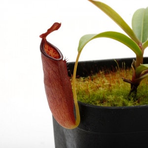 Nepenthes izumiae x inermis ��[ �ͥڥ�ƥ��������ߥ��� x ���ͥ�ߥ� ]���� PN210111-01 ��