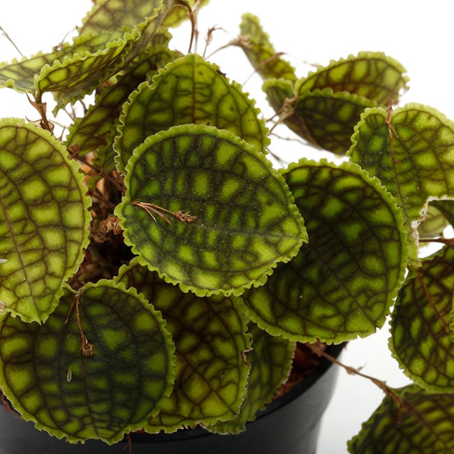 lepanthes dictydion レア種原種レパンテス洋蘭エクアドル Yahoo!オークション - lepanthes dictydion レア種原種