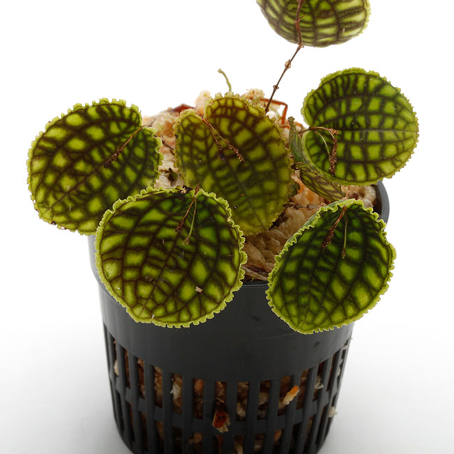 Lepanthes calodictyon [ レパンテス・カロディクティオン