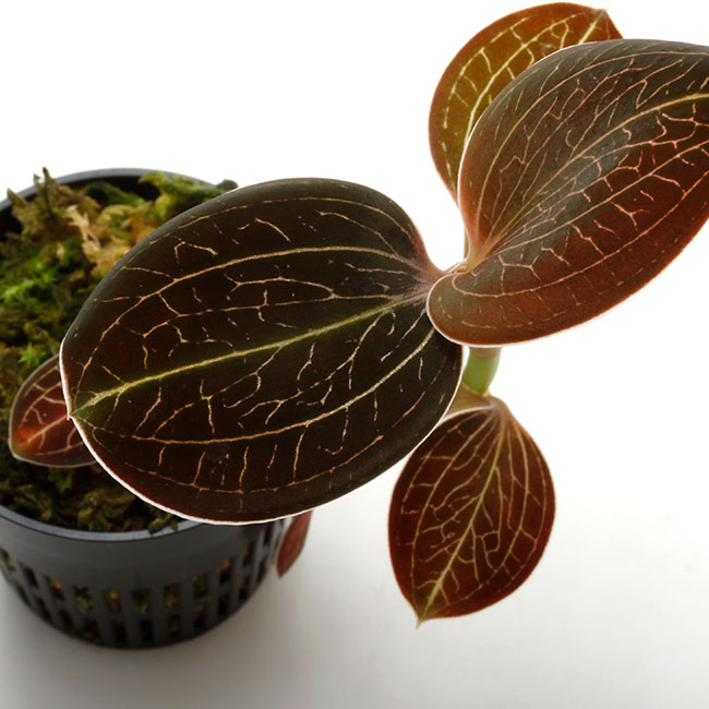 Anoectochilus sp. ( Macodes lowii ) [ アネクトキルス sp