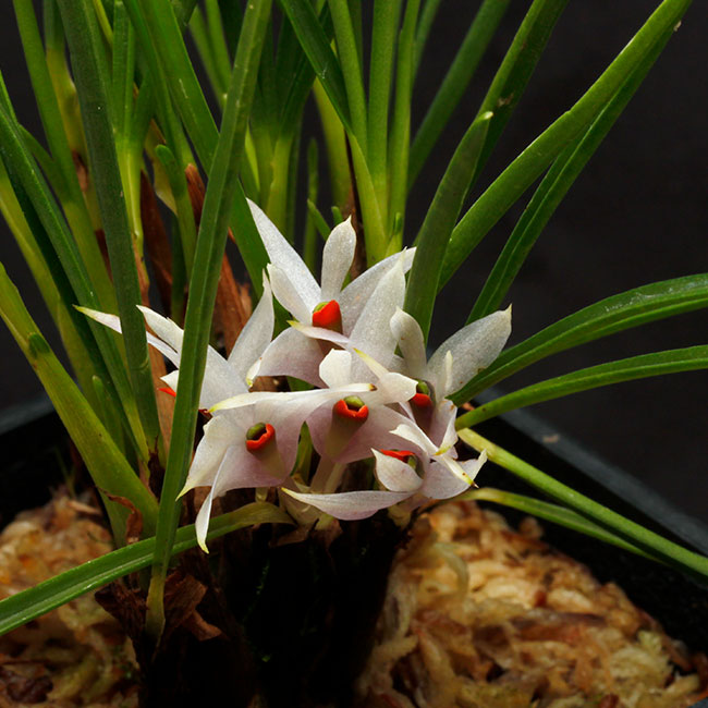 Dendrobium Hellwigianum X Den Violaceum Blue デンドロビウム ヘルウィギアナム デンドロビウム ビオラセウム ブルー Pn 04 Dendrobium Hellwigianum X Den Violaceum Blue デンドロビウム ヘルウィギアナム デンドロビウム ビオラセウム ブルー Pn 04