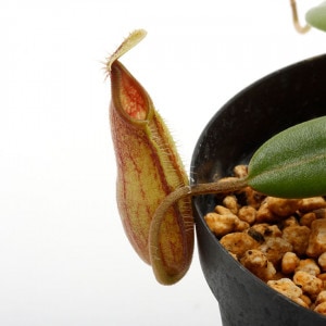 Nepenthes nigra��[ �ͥڥ�ƥ����˥��� ]���� PN210222-13 ��