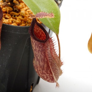 Nepenthes spathulata x hamata��[ �ͥڥ�ƥ������ѥ��饿�ߥϥޥ� ]���� Borneo Exotics / BE-3793 �ۡ� PN200205-15 ��