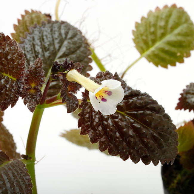 ディアステマDiastema cf. fimbriatoloba Diastema sp. 