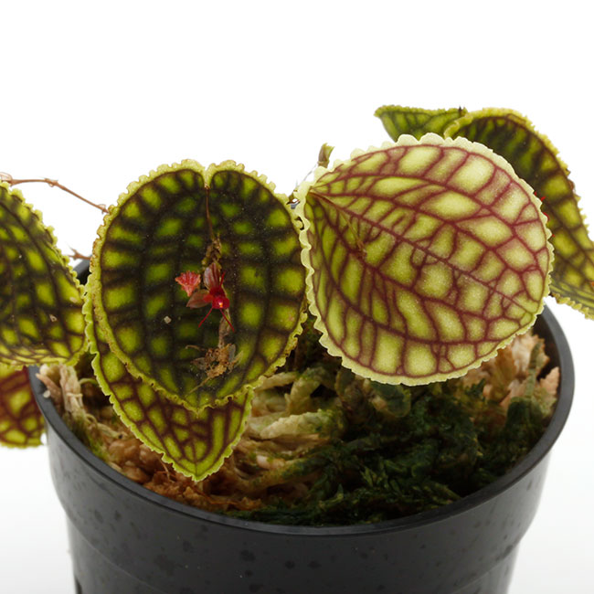 Lepanthes calodictyon [ レパンテス・カロディクティオン