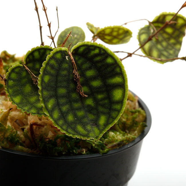 レパンテス　カロディクティオン Lepanthes calodictyon [ レパンテス・カロディクティオン