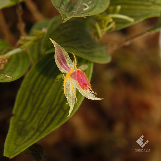 Lepanthes hexapus [ レパンテス・ヘクサパス ] 【 PN210315-06