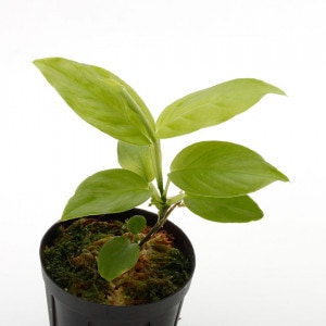 Philodendron aff. aurantiifolium��[ �ե����ǥ�ɥ��� aff. �������ƥ��ե��ꥦ�� ]���� PN210330-18 ��