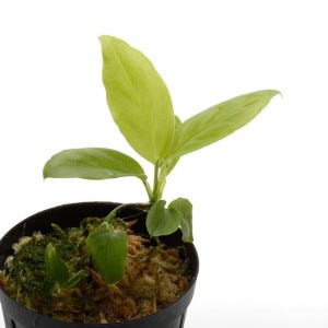 Philodendron aff. aurantiifolium��[ �ե����ǥ�ɥ��� aff. �������ƥ��ե��ꥦ�� ]���� PN210330-19 ��