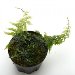 Teratophyllum rotundifoliatum��[ �ƥ�ȥե���ࡦ������ǥ��ե��ꥢ���� ]���� PN210330-27 ��