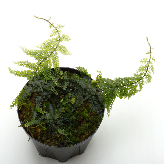 Teratophyllum rotundifoliatum [ テラトフィラム・ロタンディフォリア Teratophyllum rotundifoliatum [ テラトフィラム・ロタンディフォリア