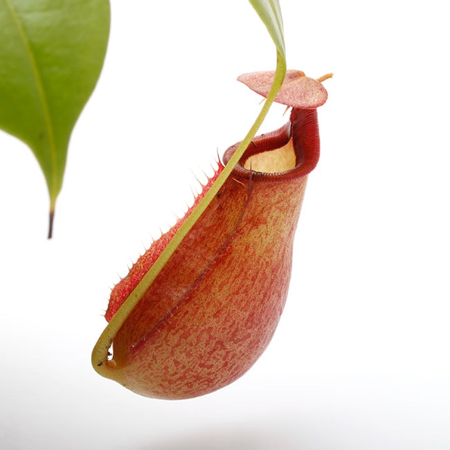 Nepenthes bicalcarata 