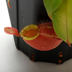 Nepenthes mirabilis var. globosa x ampullaria 